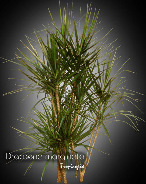 Dracaena - Dracaena marginata - Madagascar dragon tree